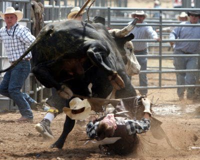 bull riding bull