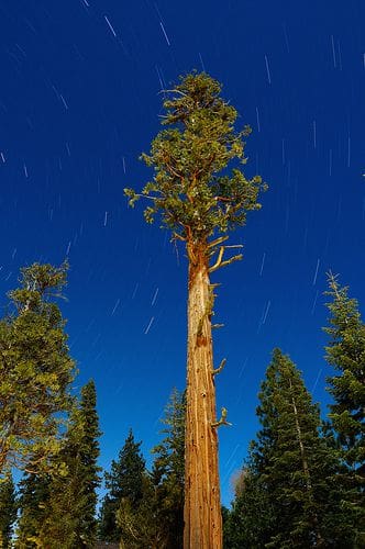 red cedar lake tahoe red cedar