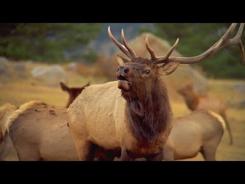 America&#039;s Wilderness