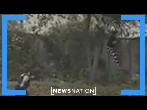 Video allegedly shows Kaitlin Armstrong attempt escape ahead of Texas murder trial | NewsNation Now