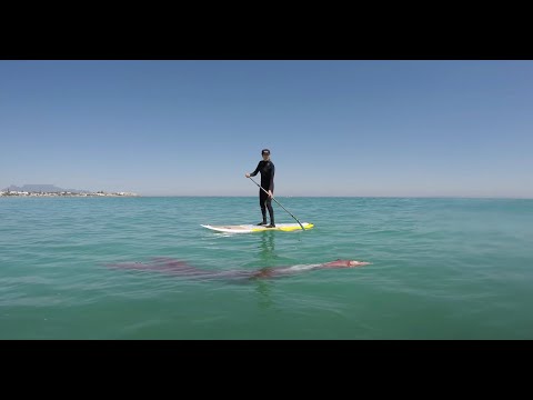 Surfers find an injured GIANT SQUID and something very unexpected happens!