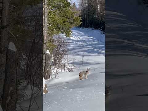 Snowmobilers Meet Lynx Family on Trail || ViralHog