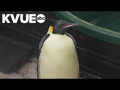 Emperor penguin travels more than 2,000 miles to Australia