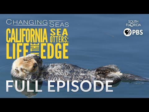 California Sea Otters: Life on the Edge | Changing Seas