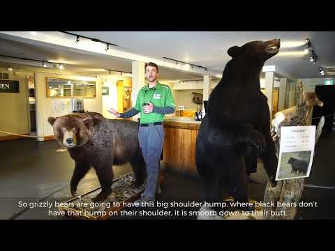 Being Bear Aware: How to Tell the Difference Between Grizzly Bears and Black Bears