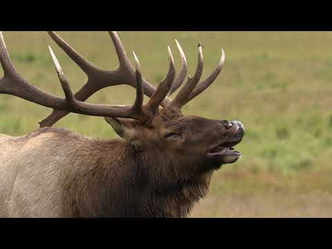 Wildlife Safety in Rocky and Estes Park
