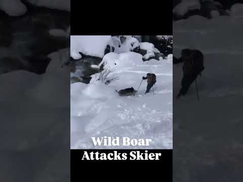 Wild Boar attacks skier in Backcountry. 🎥@pyraguaaventures #mountains #skiing #nature #wildlife