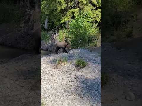 Close Encounter with Grizzly Bears in Kitimat || ViralHog