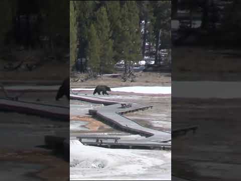 Grizzly Bear Strolls The Old Faithful Boardwalks After Waking Up From Hibernation! #yellowstone