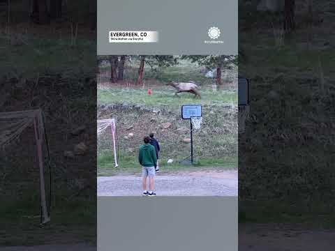 Elk Plays Soccer With Kids