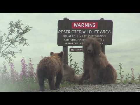 A Grizzly Itch 8-12-24