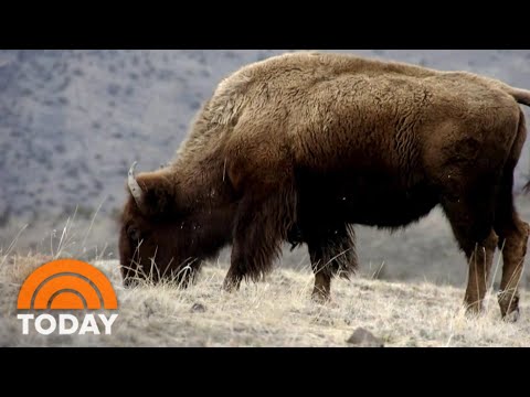 Woman Gored By Bison At Yellowstone National Park | TODAY