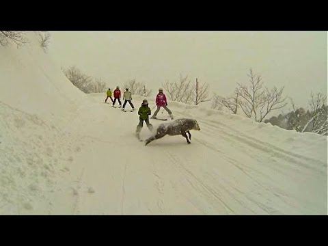 Kamoshika almost hits skiier at Happo One