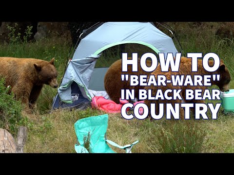 Black Bears Destroy Mock Campsite at Oakland Zoo