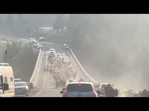 Bison Stampede on Yellowstone Bridge w/ extra Bison footage