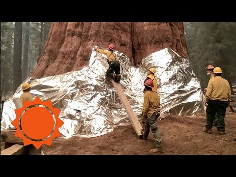World’s largest sequoia trees spared from wildfires | AccuWeather