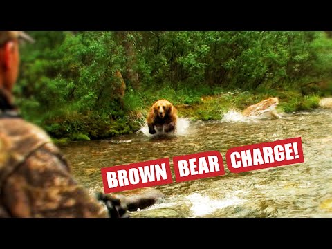 Fred Eichler Brown Bear Charge.......The Full Story