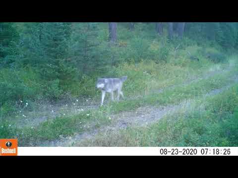 Northwest Montana Wolfpack