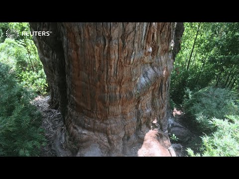 This could be world&#039;s oldest oldest tree
