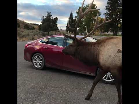 Giant trophy bull elk bugling in Yellowstone National Park. These elk are enormous and in your face.