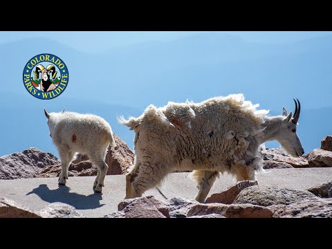 What to know when visiting the summit of Mount Evans