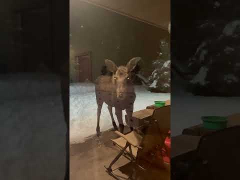 Baby Moose Being Nosy || ViralHog