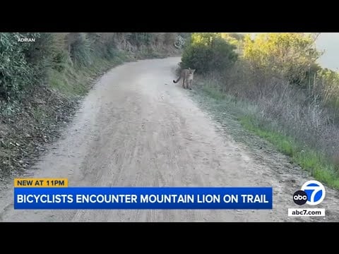 Bicyclists come face-to-face with mountain lion in frightening trail encounter