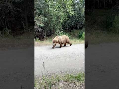 Our first SCARY grizzly bear encounter.