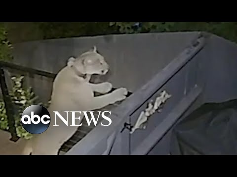 Mountain lion explores backyard in the Hollywood Hills