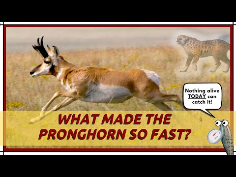 What Made The Pronghorn So Fast?