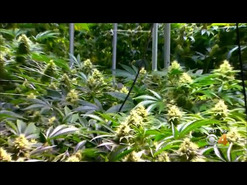 AAA Survey: 15 Million Drivers Report Driving After Using Marijuana