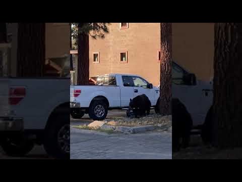Black Bear Snags Bag from Truck in Lake Tahoe || ViralHog