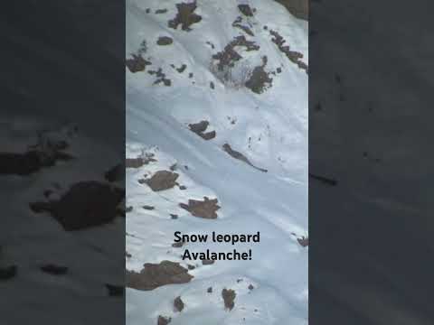 #snowleopard navigatesdeep powder causes avalanche after blizzard. leading trip @VoygrTravel