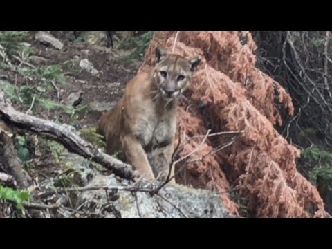 What to Do if You&#039;re Ever Followed By a Mountain Lion