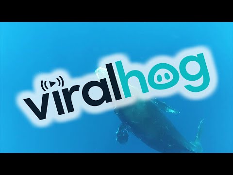 Incredible Up Close Video of a Whale&#039;s Tail Slap || ViralHog