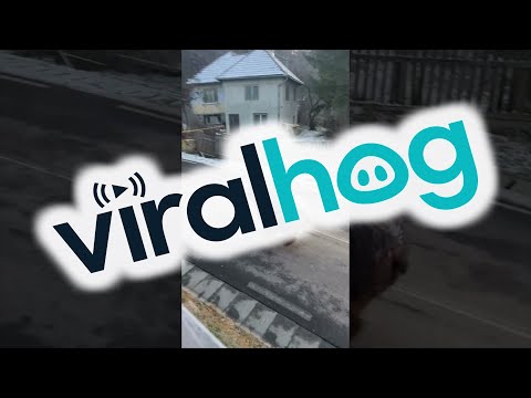 Large Grizzly Bear Being Relocated by Police Cars Using Sirens || ViralHog