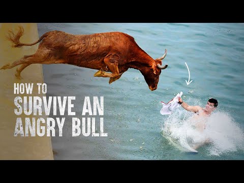 How to Survive a Charging Bull