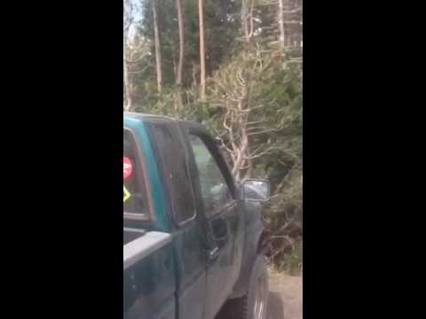 Bear Breaks into truck at Mammoth