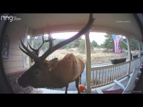 Not the ladies you&#039;re looking for, big guy. | The Most Colorado Thing We Saw Today