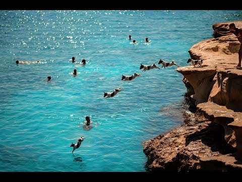 Titti &amp; Carmelo - The Diving Dog