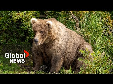 Don&#039;t mess with &quot;The Boss&quot;: a photographer&#039;s encounter with Banff&#039;s toughest grizzly bear