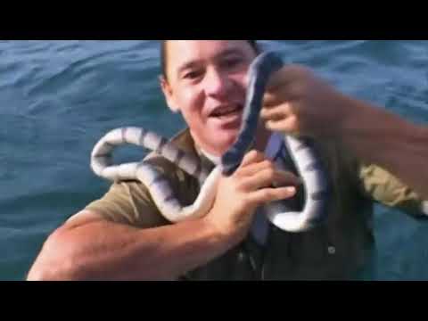 Steve Irwin surfing in Bali