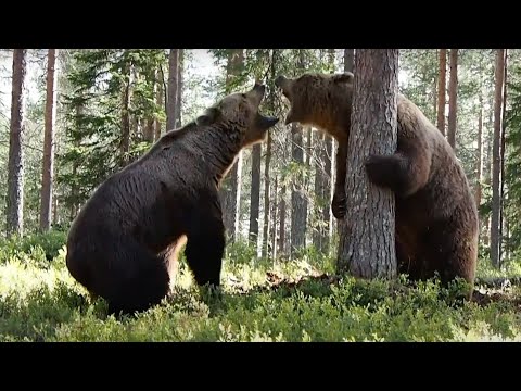INTENSE BEAR FIGHT caught on camera - 3 different angles