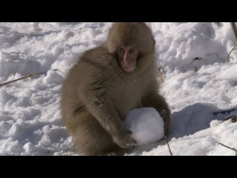 Macaques play with snowballs - Snow Babies - BBC One Christmas 2012