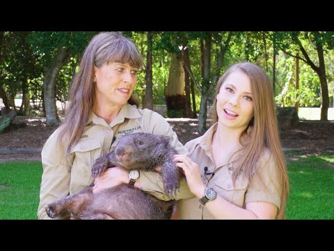 Terri and Bindi Irwin Introduce Elle the Wombat