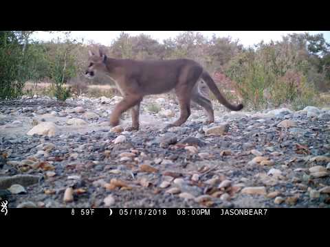 New Mountain Lion kitten chirping away calling for mom!