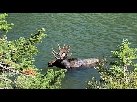 Crazy Moose Interaction!