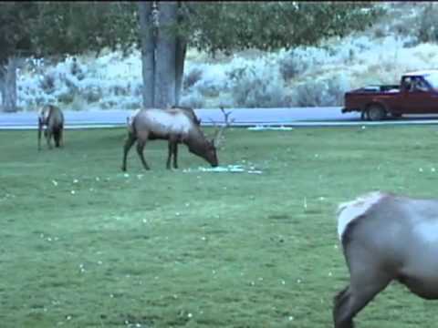 Bull Elk Ramming Cars in Yellowstone