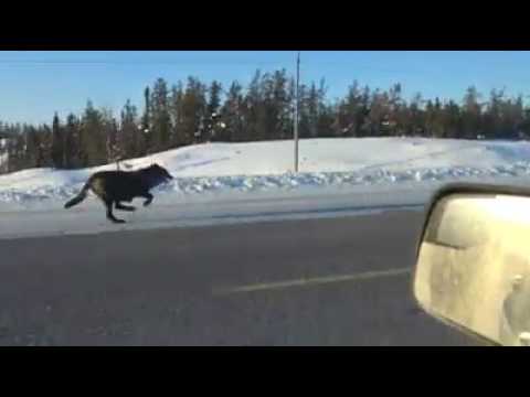 Wolves running on the highway