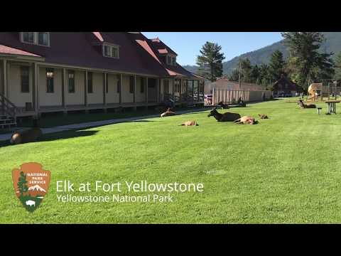 Elk at Fort Yellowstone
